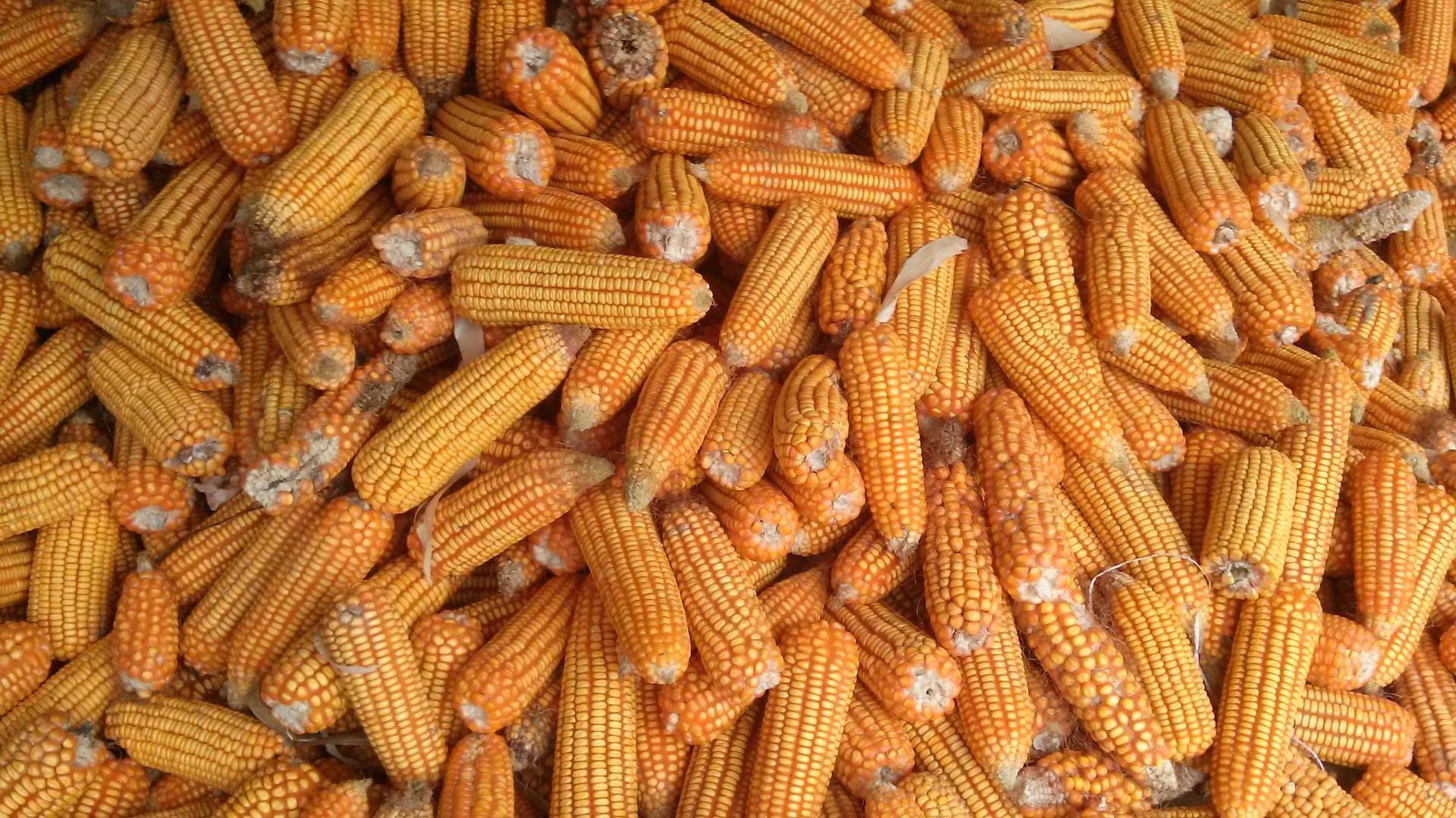 kukorica